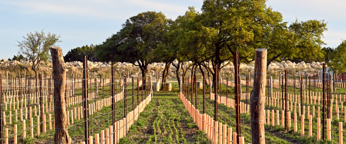 Only The Beginning! New Vines Lead to Estate Wines.