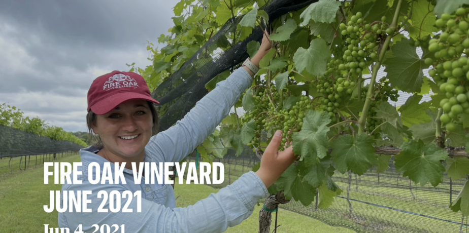 Fire Oak – New Vineyard Partner in Central `Texas