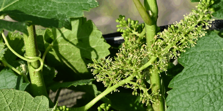 The Winemaker’s Footprints are in the Estate Vineyard.