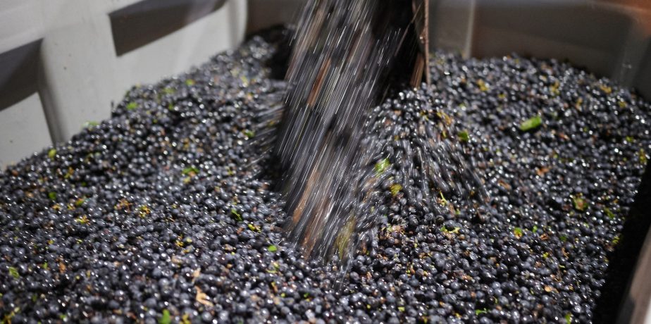 Story of our 2019 Merlot Cellar Selection