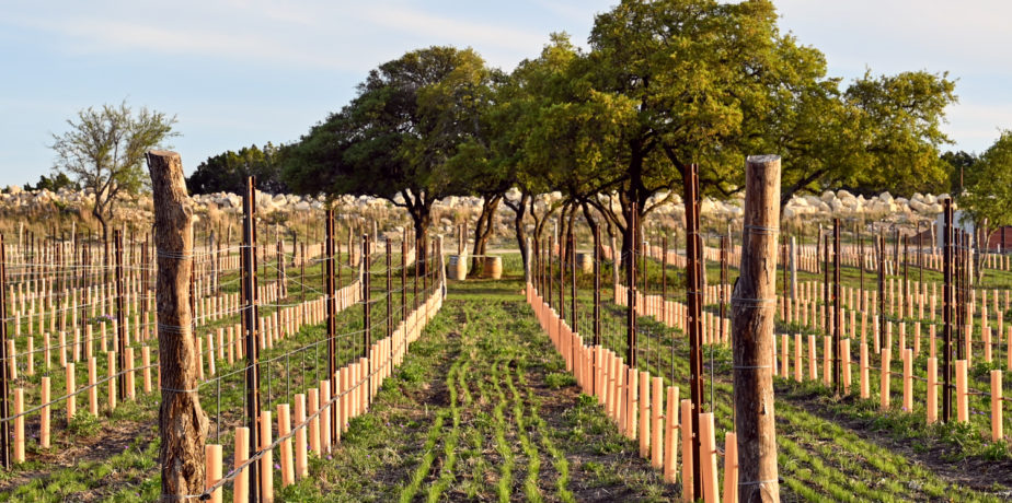 Only The Beginning! New Vines Lead to Estate Wines.